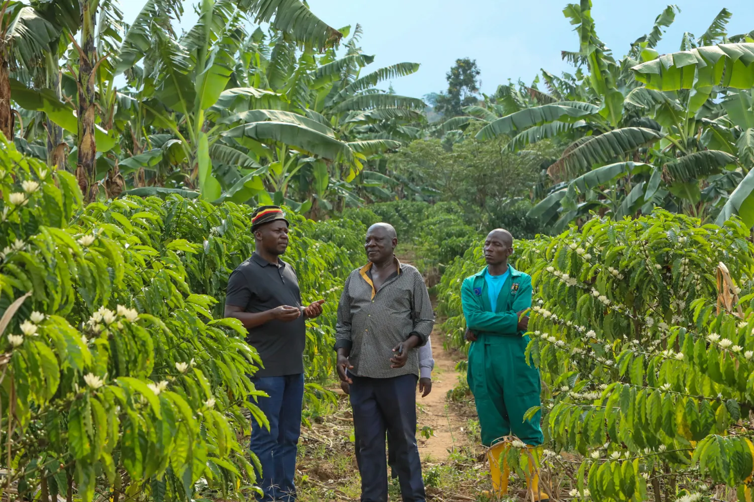 NRM’s Kiwanda tours coffee farms, roots for smart agriculture