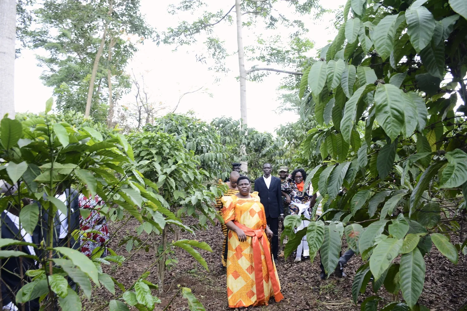 Namayanja launches coffee growing project in Kole to boost household incomes